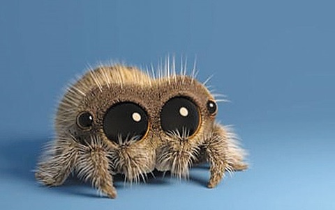  	[ Newstalk] World cutest Lucas the Spider 