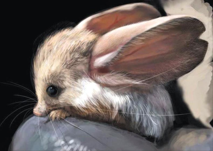 Newstalk] What animal has the largest ears?