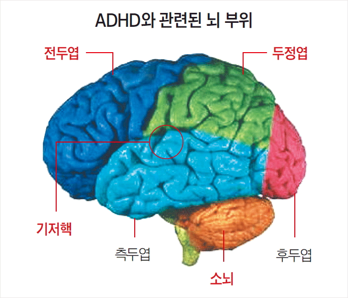 	  ũ (), ο(), ο(), ĵο(), ҳ(Ʒ)  зѴ. ο ,  ҳ ADHD  ִ. /ϺDB 